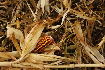 Image showing winter animal feed