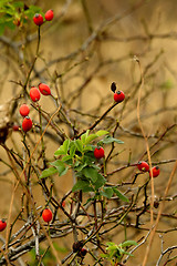 Image showing wild rose hips