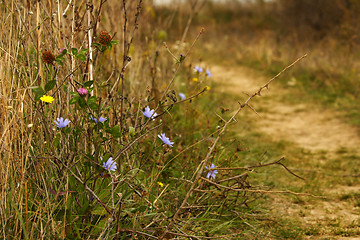 Image showing wild autumn flowers