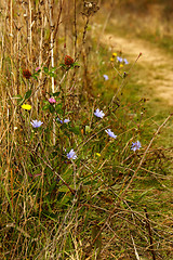 Image showing wild autumn flowers