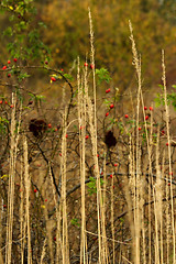 Image showing wild rose hips