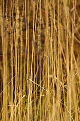 Image showing wild reed grass