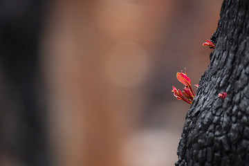 Image showing Buds and leafs appear bursting forth from tree trunks after bush