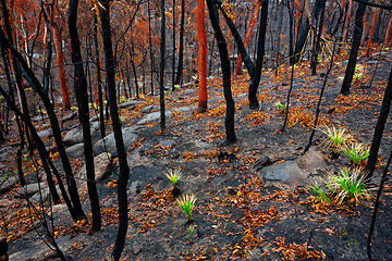 Image showing Grass trees in a burnt landscape