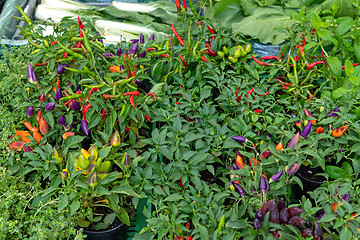 Image showing Grow Chili Plants