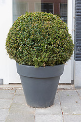 Image showing Bush Plant Pot