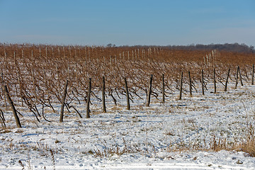 Image showing Vineyard Winter