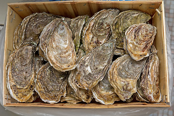 Image showing Oysters in Wood Crate