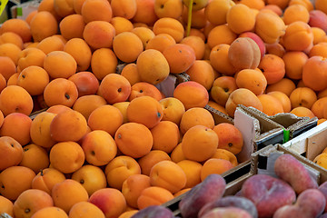 Image showing Apricots