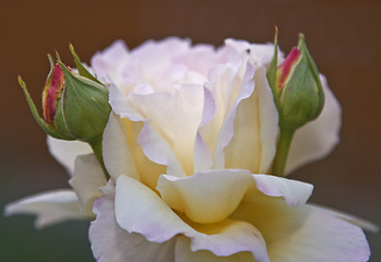 Image showing White rose