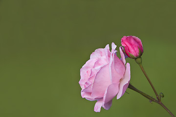 Image showing Pink rose