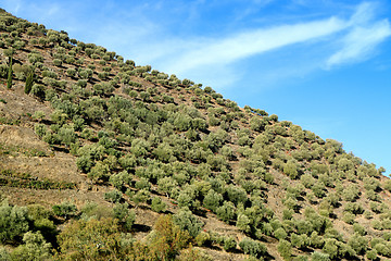 Image showing Big olive grove on a slope near Porto