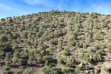 Image showing Big olive grove on a slope near Porto