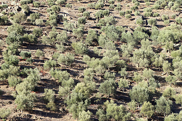 Image showing Big olive grove on a slope near Porto