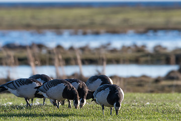 Image showing Flock with grazing Barnacle Geese