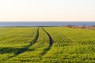 Image showing Tracks in a coastal cornfield