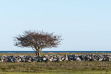 Image showing Lone tree in a coastal grassland