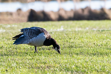 Image showing Grazing single Barnacle Goose