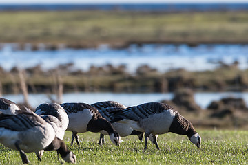 Image showing Grazing Barnacle Geese closeup