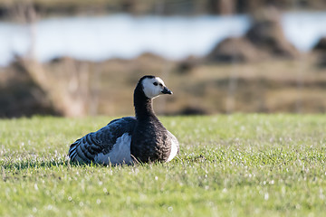 Image showing Resting Barnacle Goose in a sunlit grassland