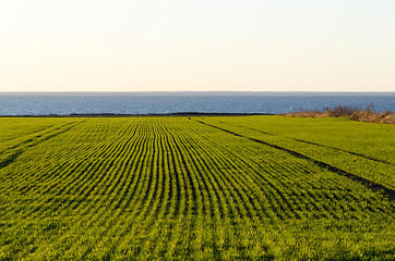 Image showing Rows in a green coastal cornfield 