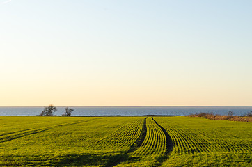 Image showing Patterns in a green corn field by the coast