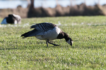 Image showing Walking and grazing Barnacle Goose