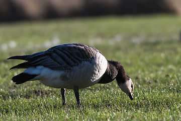 Image showing Barnacle Goose close up in a grassland