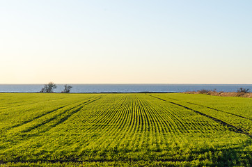 Image showing Green lines in a farmers field by seaside