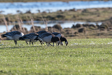 Image showing Grazing Barnacle Geese by seaside