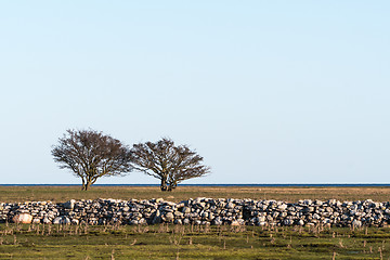 Image showing Dry stonewall and trees in a great plain grassland