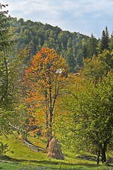 Image showing Early autumn