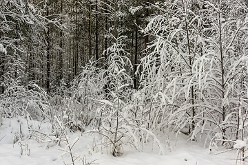 Image showing Snow covered bushes and pines of wild forest on winter day