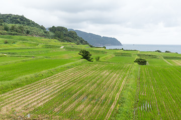 Image showing Paddy rice field