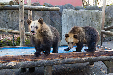 Image showing Bear in zoo park