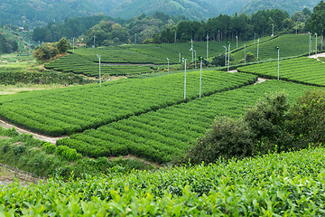 Image showing Tea plantation landscape