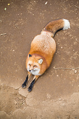Image showing Lovely fox sitting outside