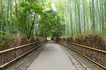 Image showing Bamboo forest