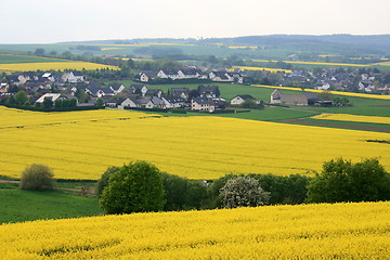 Image showing  canola field 