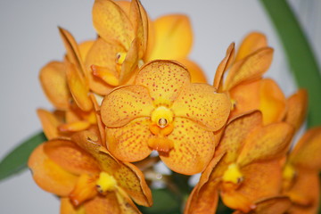 Image showing yellow orchids bloom 
