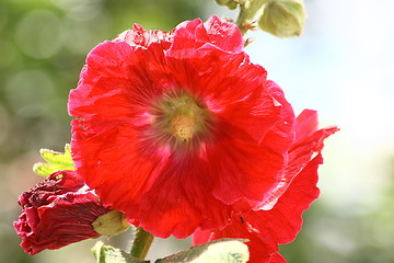 Image showing hollyhock (Alcea rosea) 