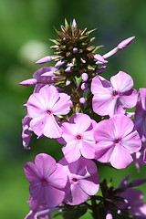 Image showing Phlox (Phlox) 