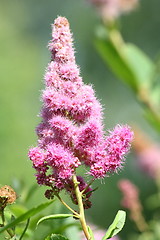 Image showing pink flowering shrub