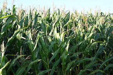 Image showing corn field