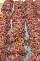 Image showing Lollo rosso or Lollo rossa (Lactuca sativa var crispa)