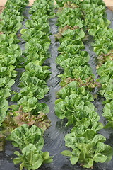 Image showing lettuce