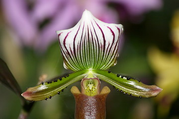 Image showing orchids bloom 