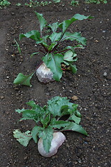 Image showing Beetroot, red beet (Beta vulgaris subsp. Vulgaris) 