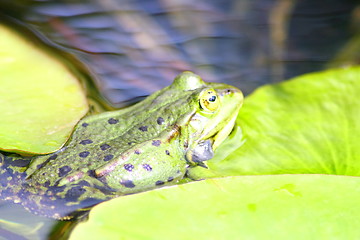 Image showing frog 
