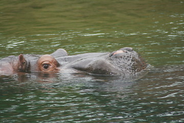 Image showing hippopotamus